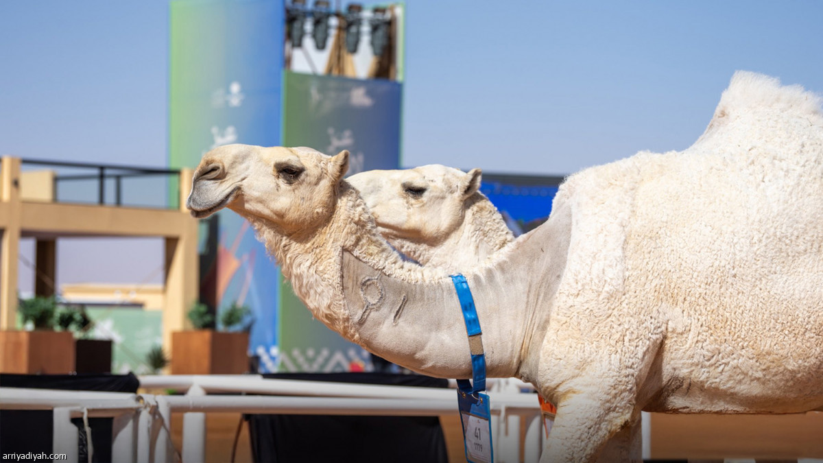 منافسات «سيف الملك»