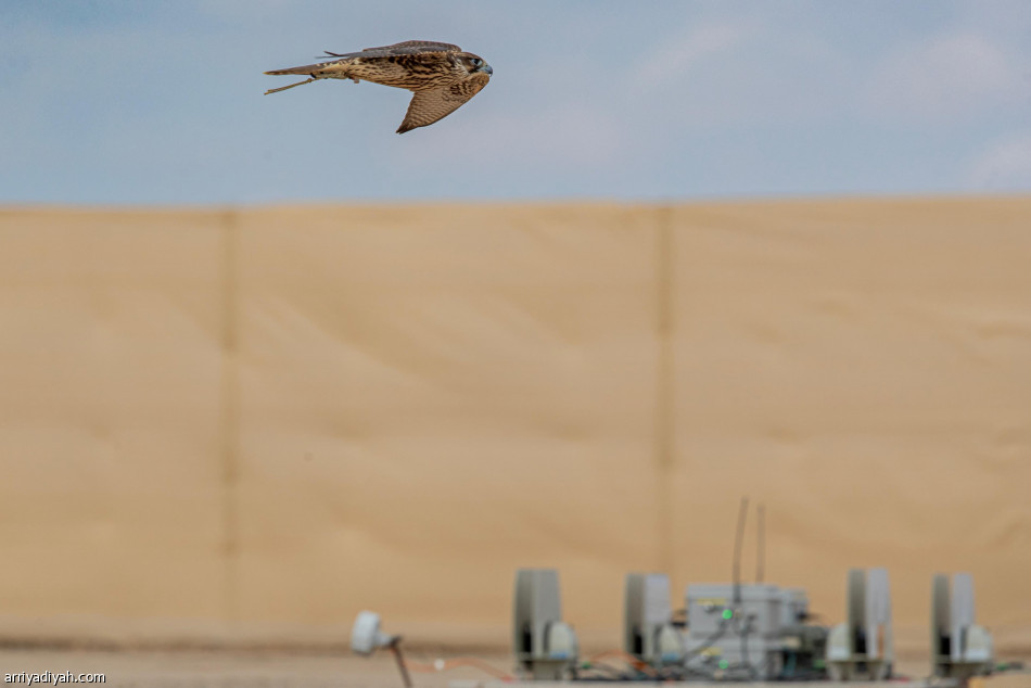 كأس العلا للصقور.. «تقنيات متطورة» تحسم نتائج الفائزين