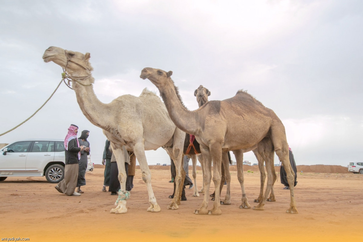 جادة حائل.. تحدي ملاك الإبل
