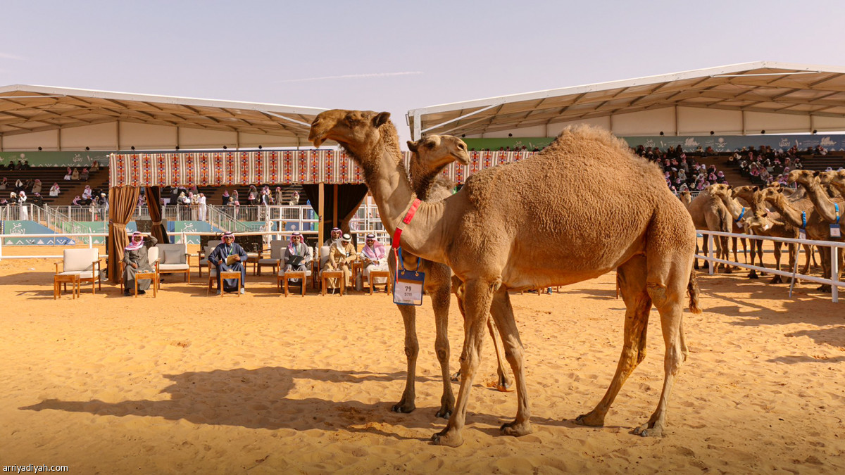 منافسات اليوم 25